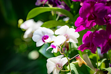 A bunch of flowers with white and purple petals