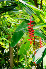 A leafy green plant with a red flower on it