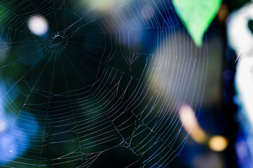 A spider web is shown in a blue and green background