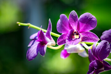 A purple flower with a white center is on a green stem