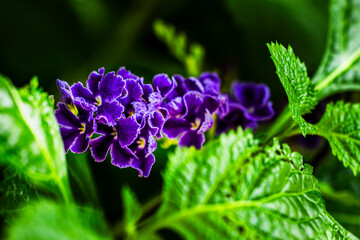 A bunch of purple flowers are on a green leaf