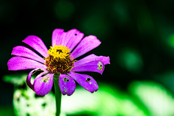 A purple flower with yellow center is in a green background. The flower is slightly wilted and has some bite marks on it
