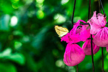 Pink flowers with a butterfly on them