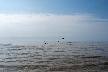 Naklejka premium Birds flying over the sea in the blue sky