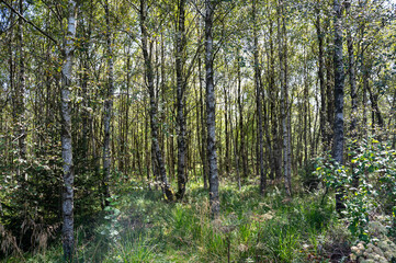 In the forest with green grass