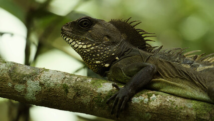 Chinese water dragon
(Physignathus cocincinus) hanging on the tree at Khaoyai National Park in Thailand