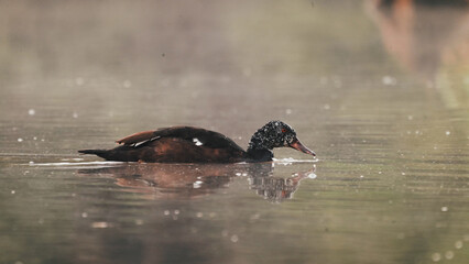 white -winged duck swimming in the misty lake at thailand wildlifesanctuary