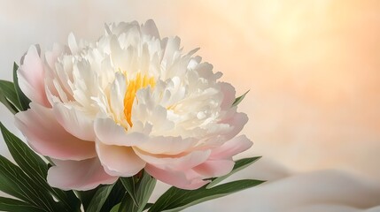 Close Up of Delicate Peony Flower with Soft Pink Petals Against a Gentle Background