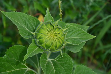 Sonnenblume, Knospe, Pflanze, Natur, Sommer