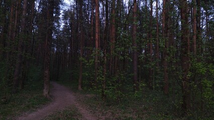 Beautiful green pine trees in the forest with path under bright color blue sky. High trees in spring background in evening with no people. Natural colors