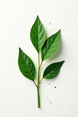 Isolated plant on white paper background with scattered dust particles, closeup, botanical, particles