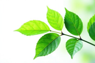 Single leafy branch with green leaves isolated, leaves, branches