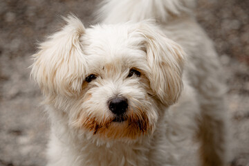 Adorable fluffy white dog gazing into camera