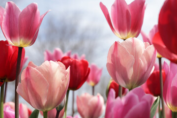 Beautiful tulip flower garden. The Expo 70 Commemorative Park, Osaka, Japan