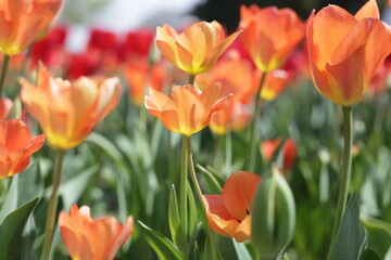 Obraz premium Beautiful tulip flower garden. The Expo 70 Commemorative Park, Osaka, Japan