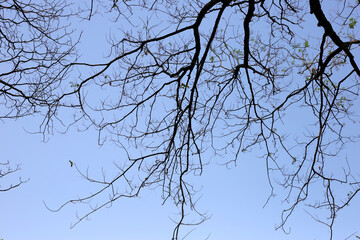 The branches of the trees contrast with the blue sky.