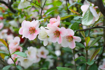 Pink quince flower with green leaves