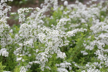 White flowers of Thunberg spirea in Japan park