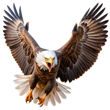 bald eagle in flight