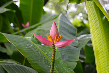 Beautiful banana flower with green leaves