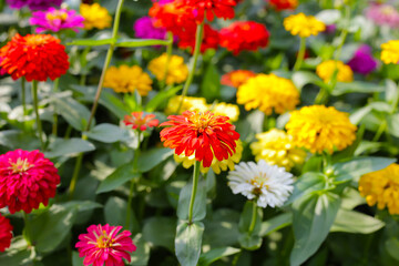 Colorful zinnias in full bloom brightens the garden