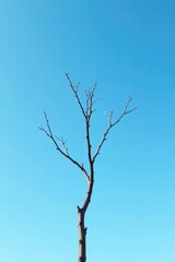 Thin branch of a bare tree against a clear blue sky, solitary, branch,