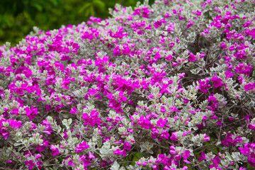 Leucophyllum frutescens plant in the garden