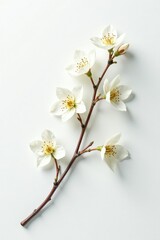 Obraz premium A single isolated branch with delicate texture on a white surface, clean, delicate, simple