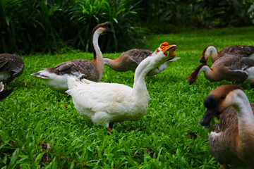 A group of geese on a lush green lawn