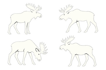 Different poses of moose showcasing their unique features in a wildlife illustration