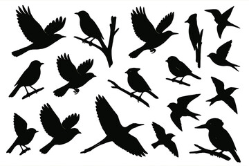 Bird silhouettes displaying various poses and movements in a natural environment during daylight hours