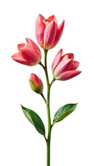 Naklejka premium Single stem with flowers isolated on white background, nature scene, stems