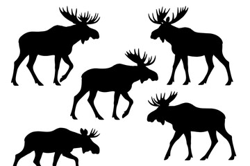 Moose silhouettes walking and interacting in a natural setting during the early evening in a forested area
