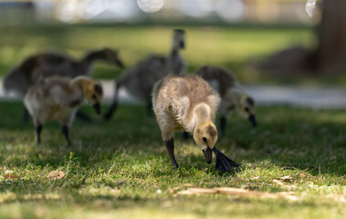 Baby Canada Geese (gosling) Foraging in the Grass