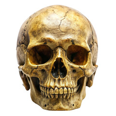 Obraz premium human skull isolated