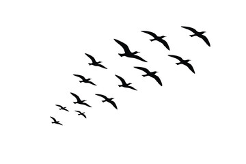 Flying Bird Silhouettes Collection – Black Vector Illustrations on White Background for Tattoo and Print Design