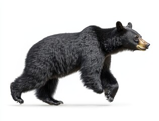 Obraz premium Realistic illustration of a black bear running in a natural pose, showcasing its powerful limbs and distinctive features against a clean white background