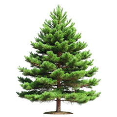 isolated christmas tree