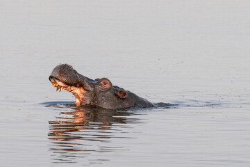 Fototapeta premium Nilpferd reisst im Fluss sein grosses Maul auf und zeigt die Zähne