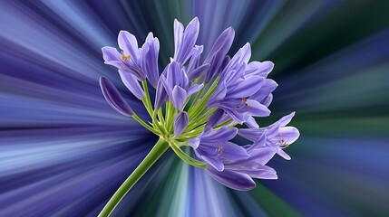 Close-up of a vibrant purple Agapanthus flower with starburst background