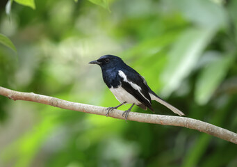 Elegant oriental magpie robin perches gracefully on a branch.