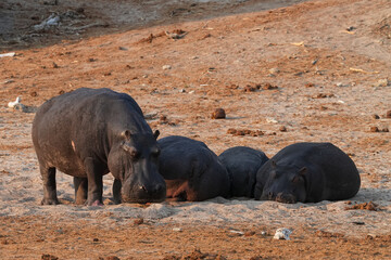 Nilpferd am Ufer des Chobe River am frühen Morgen