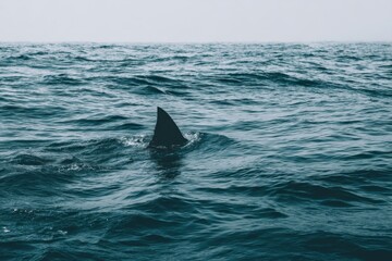Fototapeta premium Shark fin cutting through the deep blue ocean surface with rippling waves under a gray sky creating a sense of mystery and marine wildlife adventure