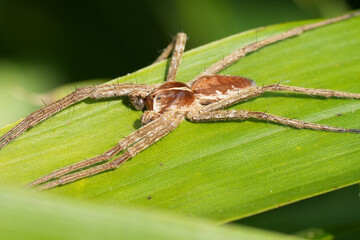 Detailed closeup on a Nursery web spider, Pisaura mirabilis basking in the morning sun