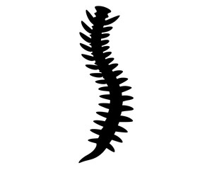 Spine Vector Illustration | Spine Silhouette SVG Design for Medical, Anatomy, Chiropractic, and Craft Projects