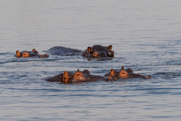 Nilpferde im Grenzgebiet von Namibia zu Botswana im Fluss