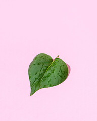 Minimal flat lay green and pink background. Creative Valentine or woman's day card.