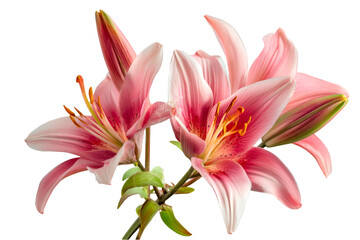 Fototapeta premium Elegant Pink Lilies Blooming Gracefully Dark Background Exquisite Flowers Nature Beauty