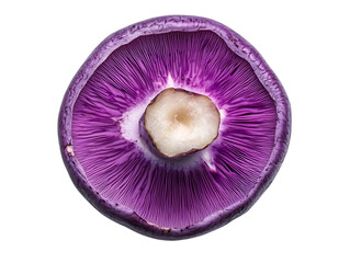 Beautiful Indigo Milk Cap Vegetables in Woodland