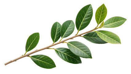Fototapeta premium Bay leaf branch, green leaves isolated on white background.